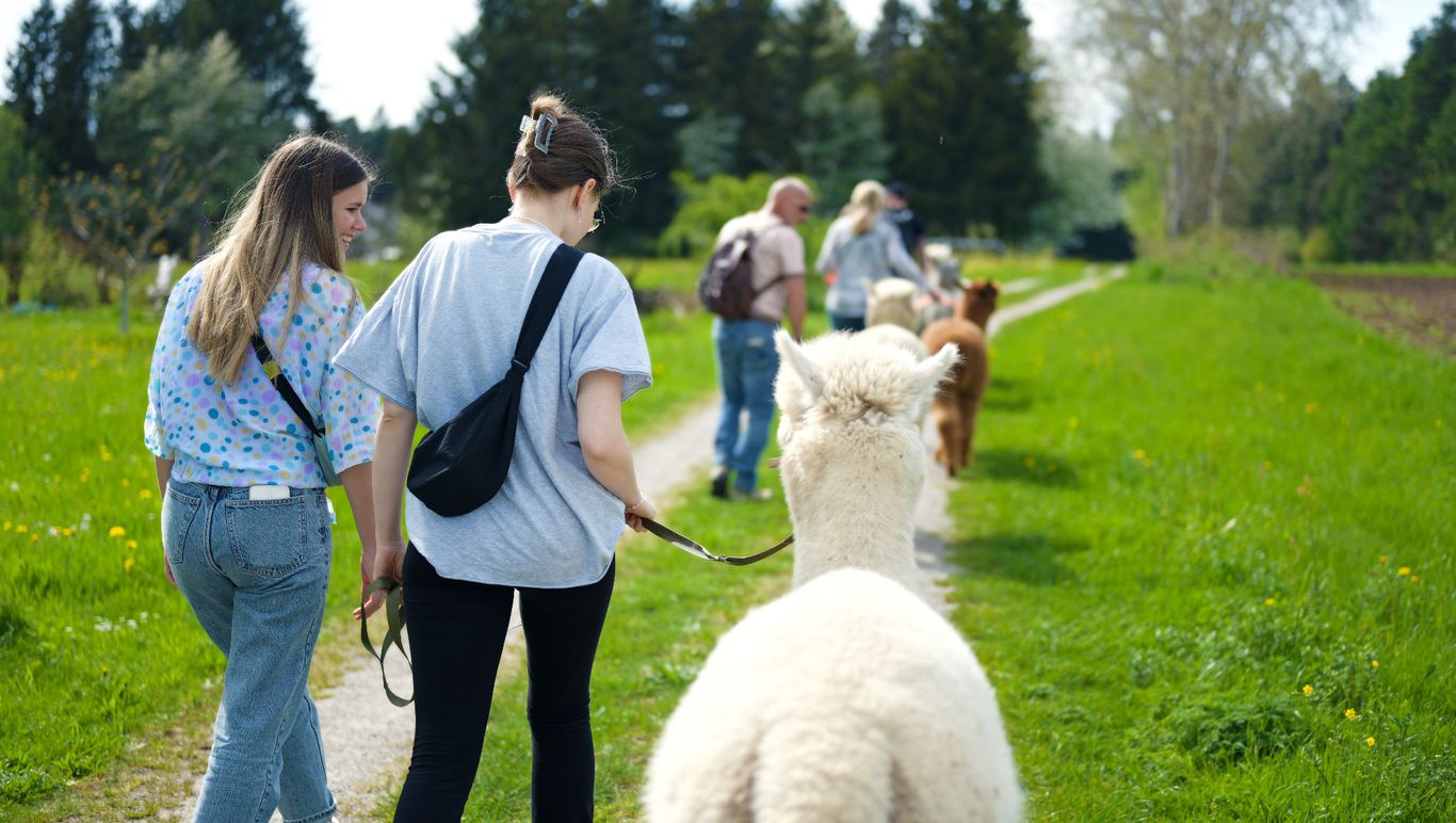 Witziges Teambuilding mit Alpaka Charme
